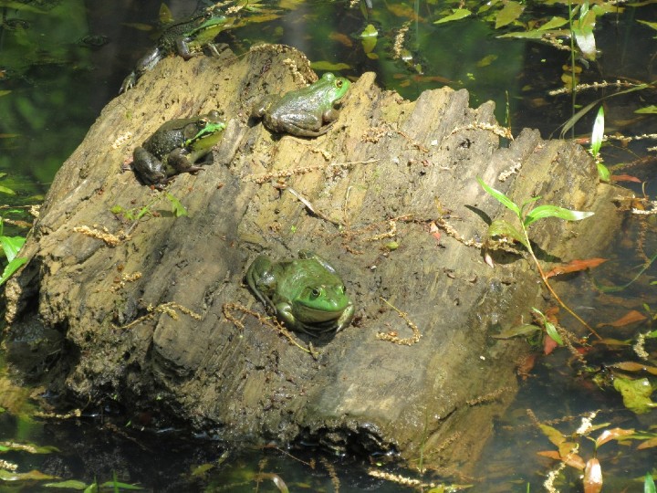 Green Frogs - Bullfrogs